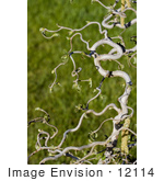 #12114 Picture of a Contorted Filbert Tree by Jamie Voetsch