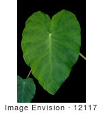 #12117 Picture Of An Elephant Ear Plant