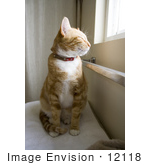 #12118 Picture Of An Orange Cat Sitting By A Window