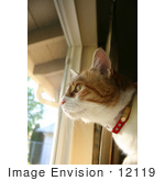 #12119 Picture Of A Cat Looking Out A Window