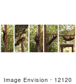 #12120 Picture Of Ocelot Climbing Positions