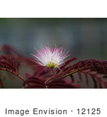 #12125 Picture Of A Pink Mimosa Flower