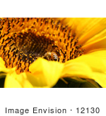 #12130 Picture Of A Bee On Sunflower