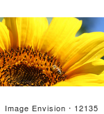 #12135 Picture Of A Bee On Sunflower