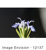 #12137 Picture Of Rosemary Flowers