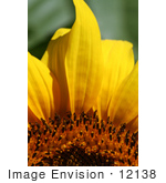 #12138 Picture Of An American Giant Sunflower