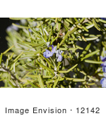 #12142 Picture Of Rosemary Blossoms And Buds