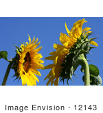 #12143 Picture Of American Giant Sunflowers