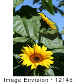 #12145 Picture Of Two American Giant Sunflowers