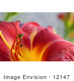 #12147 Picture Of A Ladybug On A Chicago Daylily