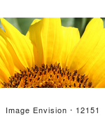 #12151 Picture Of An American Giant Sunflower Petals
