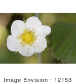 #12153 Picture Of A Strawberry Blossom