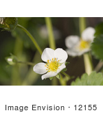 #12155 Picture Of A White Strawberry Blossom
