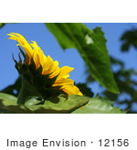 #12156 Picture Of An American Giant Sunflower