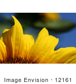 #12161 Picture Of An American Giant Sunflower Petals