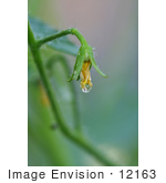 #12163 Picture Of A Dew Drop On Tomato Blossom