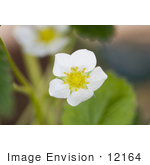 #12164 Picture Of A Strawberry Blossom