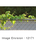 #12171 Picture Of A Virginia Creeper Vine