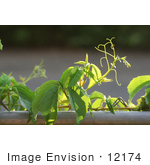 #12174 Picture Of A Virginia Creeper