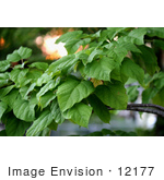 #12177 Picture of a Catalpa Tree by Jamie Voetsch