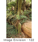 #122 Stock Image Of A Redwood Forest California