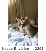 #12208 Picture Of Savannah Kittens Resting