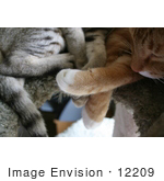 #12209 Picture Of Cat Paws On A Cat Tree