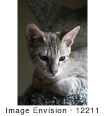 #12211 Picture Of A Savannah Kitten