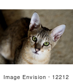 #12212 Picture Of A Savannah Kitten Looking Upwards