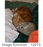#12213 Picture Of Sleeping Cats