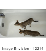 #12214 Picture Of Savannah Kittens Playing In A Tub