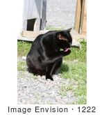 #1222 Picture of a Black Cat Grooming Itself by Kenny Adams