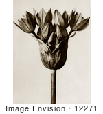 #12271 Picture Of A Head Of An Allium