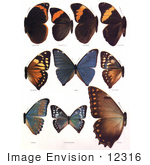 #12316 Picture Of Catoplebea Morpho Butterflies