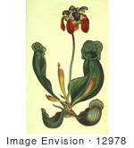 #12978 Picture Of A Purple Pitcher Plant Side-Saddle Flower Sarracenia Purpurea