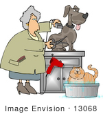 #13068 Senior Caucasian Woman Grooming A Dog And Cat Clipart