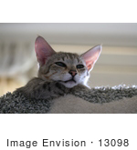 #13098 Picture Of A Savannah Kitten In A Cat Tree