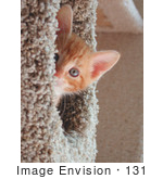 #131 Stock Photograph: Orange Kitten Peeking From A Cat Tree