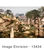 #13434 Picture Of A Garden In The Ruins Of Carthage Tunisia