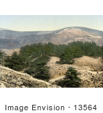 #13564 Picture Of Cedar Trees On Hills Of Lebanon