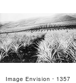 #1357 Photo Of A Pineapple Crop In Hawaii
