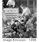 #1358 Photo Of Men Boxing Pineapples For Shipment After Harvest