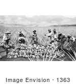 #1363 Photo Of Men Harvesting Pineapples In A Crop On A Plantation In Hawaii