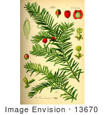 #13670 Picture Of Taxus Baccata Conifer Plant (Taxaceae)