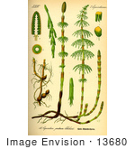 #13680 Picture Of Horsetail Plants (Equisetaceae)