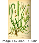 #13682 Picture Of Timothy Grass (Phleum Pratense)