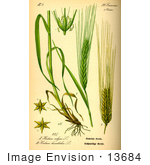 #13684 Picture Of Barley (Hordeum Vulgare)