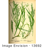 #13692 Picture Of Reed Grass (Glyceria Maxima)