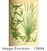 #13694 Picture Of Nardus Stricta Grasses