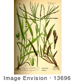 #13696 Picture Of Setaria Verticillata Grasses